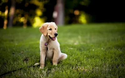 Dog Animal Golden Retriever Puppy Animals Wallpaper 4K 1920x1200 Hd, Pc, Desktop, Wallpaper, Of, A, *dog, Animal, Golden, Retriever, Puppy, Brown, Ultrawide, Full HD