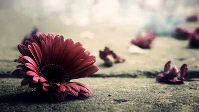 Vibrant Red Gerbera Flower Nature Wallpaper 4K 2560x1440 Hd, Desktop, Wallpaper:, Featuring, A, Vibrant, Red, Gerbera, Flower, Textured, Surface, Scattered, White, Ultrawide, QHD