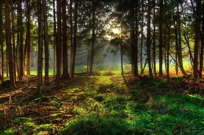 Serene Forest Sunbeams Nature Wallpaper 4K 2057x1365 Hd, Pc, Desktop, Wallpaper, Featuring, A, Serene, Forest, Scene, Sunbeams, Filtering, Through, Black, Brown, Ultrawide, Full HD