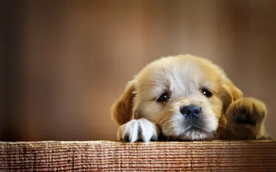 Crisp Close Wallpaper Abstract Wallpaper 4K 1920x1200 A, Close-up, Of, An, Adorable, Golden, Retriever, Puppy, Resting, Paws, Wooden, Surface, Brown, Ultrawide, Full HD