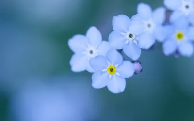 Close Delicate Blue Forget Not Nature Wallpaper 4K 2558x1598 Close-up, Blue, Forget-me-not, Full HD, Ultrawide