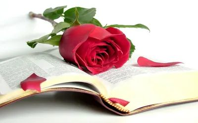 Vibrant Red Rose Abstract Wallpaper 4K 1918x1198 Book, Ultrawide