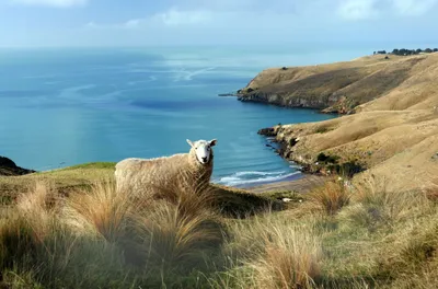Radiant Animal Wallpaper Animals Wallpaper 4K 4824x3185 Animal, Sheep, Hd, Desktop, Wallpaper, Background, Image, White, Ultrawide, 4k