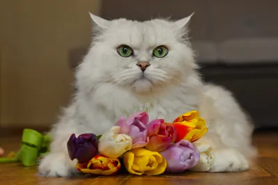 Bold Tulip Wallpaper Animals Wallpaper 4K 5416x3611 Tulip, Flower, Animal, Cat, Hd, Desktop, Wallpaper, Gray, Landscape, 4k