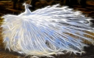 Cgi Depiction Peacock Ethereal Glowing Black/Dark Wallpaper 4K 2558x1598 Full HD, Ultrawide
