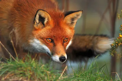 Definition Close Fox Bright Orange Animals Wallpaper 4K 2048x1371 A, High-definition, Desktop, Wallpaper, Featuring, Close-up, Image, Fox, Bright, Orange, Coat, Black-tipped, Brown, Landscape, Full HD