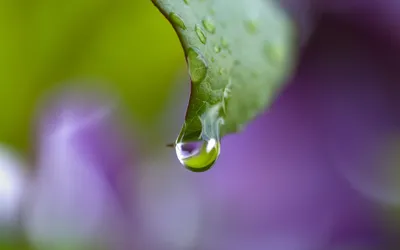 Close Water Drop Hanging Green Nature Wallpaper 4K 1918x1198 Close-up, Leaf, Ultrawide