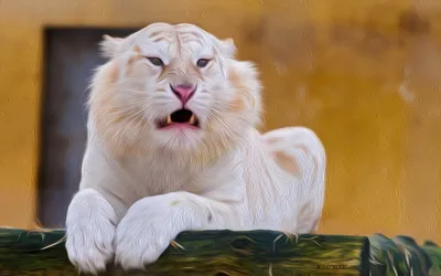 Majestic White Lion Resting Wooden Animals Wallpaper 4K 2048x1280 Hd, Wallpaper, Featuring, A, Majestic, White, Lion, Resting, Wooden, Platform, Soft, Earthy, Gray, Ultrawide, Full HD