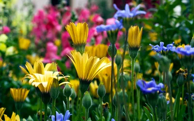 Vibrant Garden Colorado Filled Abstract Wallpaper 4K 2560x1600 A, Vibrant, Garden, In, Colorado, Filled, With, Colorful, Flowers, Featuring, Bright, Yellow, White, Orange, Ultrawide, QHD