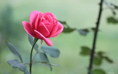 Close Pink Rose Wallpaper 4K, Nature category