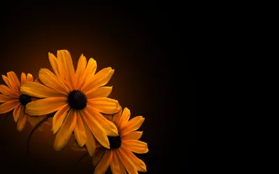 Dreamy Vibrant Wallpaper Nature Wallpaper 4K 1920x1200 An, Hd, Desktop, Wallpaper:, Featuring, Vibrant, Orange, Flowers, Set, Against, Dark, Showcasing, Ultrawide, Full HD
