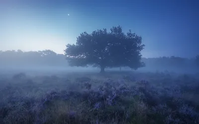 Solitary Tree Standing Nature Wallpaper 4K 1918x1198 Dark Blue, Tree, Ultrawide
