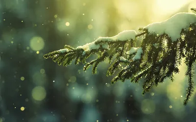 Moody Winter Wallpaper Nature Wallpaper 4K 1920x1200 Hd, Winter, Nature, Desktop, Wallpaper:, Showing, A, Snow-covered, Pine, Branch, Soft, Sunlight, White, Gray, Ultrawide, Full HD