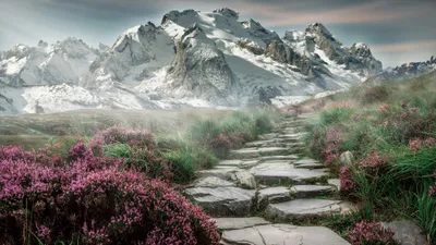 Moody Scenic Wallpaper Nature Wallpaper 4K 2074x1167 A, Scenic, Hd, Wallpaper, Of, Stone, Path, Through, Flowering, Plants, Leading, Snow-covered, Gray, Ultrawide, Full HD
