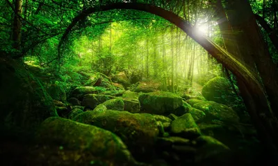 Sunbeams Filter Lush Green Trees Nature Wallpaper 4K 2046x1224 Moss-covered, Full HD, Ultrawide
