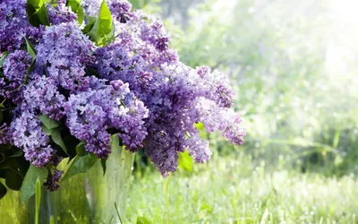 Vibrant Purple Blossoms Nature Illuminated Nature Wallpaper 4K 2558x1598 Full HD, Ultrawide