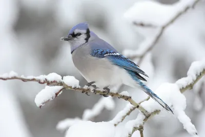 Radiant Blue Wallpaper Animals Wallpaper 4K 3072x2048 Hd, Desktop, Wallpaper, Of, A, Blue, Jay, Perched, Snow-covered, Branch, Showcasing, Bird, White, Gray, Landscape, QHD