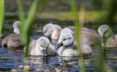 Bold Group Wallpaper Animals Wallpaper 4K 2048x1270 A, Group, Of, Fluffy, Cygnets, Swimming, Calmly, In, Water, Showcasing, Baby, Swan, Gray, White, Ultrawide, Full HD