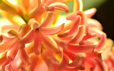 Dreamy Nature Wallpaper Nature Wallpaper 4K 2880x1800 Nature, Flower, Hd, Desktop, Wallpaper, Background, Image, White, Orange, Ultrawide, QHD
