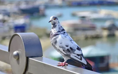 Dark Definition Wallpaper Abstract Wallpaper 4K 1920x1200 A, High-definition, Desktop, Wallpaper, Featuring, Pigeon, Perched, Metal, Railing, Blurred, Backdrop, Boats, Gray, Ultrawide, Full HD