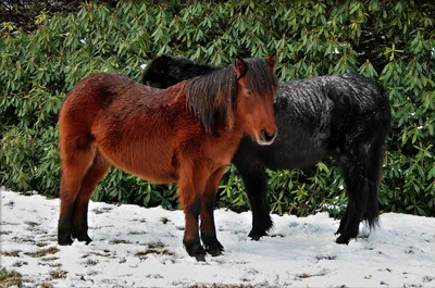 Misty Two Wallpaper Animals Wallpaper 4K 1680x1113 Hd, Desktop, Wallpaper, Featuring, Two, Horses, Standing, On, Snowy, Ground, Lush, Green, White, Ultrawide
