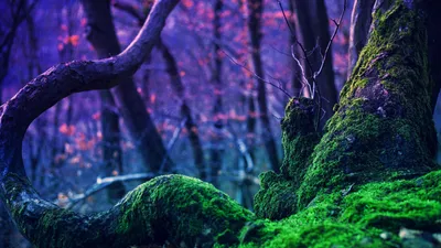 Vibrant Green Moss Covered Nature Wallpaper 4K 1918x1078 Moss-covered, Tree, Ultrawide