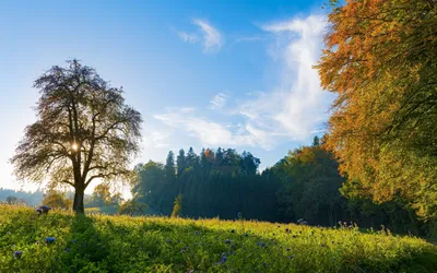 Serene Swiss Meadow Bathed Nature Wallpaper 4K 2558x1598 Tree, Full HD, Ultrawide