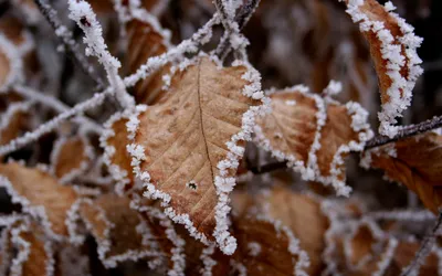 General Wallpaper 1918x1198 Nature Wallpaper 4K 1918x1198 Close-up, Frost-covered, Ultrawide