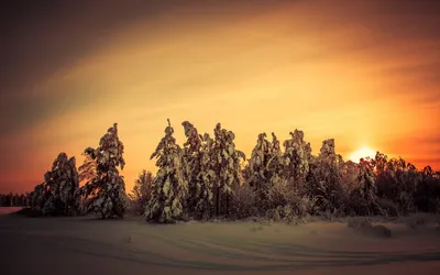 Winter Nature Snow Nature Wallpaper 4K 2560x1600 Winter, Nature, Scene, Snow-covered, Trees, Silhouetted, Against, A, Warm, Golden, Sunset, Purple, Orange, Ultrawide, QHD