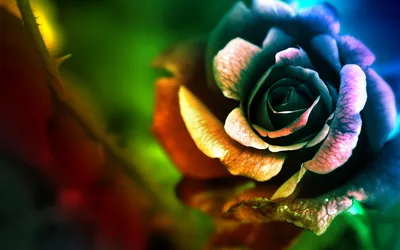 Vibrant Close Rose Petals Abstract Wallpaper 4K 1918x1198 Dark-green, Close-up, Ultrawide