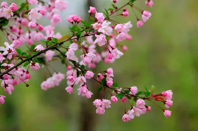 Close Delicate Pink Nature Wallpaper 4K 2046x1361 Dark-green, Close-up, Full HD, Ultrawide