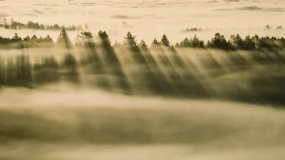 Forest Covered Mist Rays Sunlight Nature Wallpaper 4K 5118x2878 Ultrawide, 4k