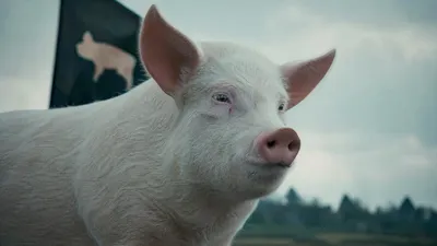 Close White Pig Pink Snout Black/Dark Wallpaper 4K 3840x2160 4k, Ultra, Hd, Pc, Desktop, Wallpaper, Close-up, Of, White, Pig, Pink, Snout, Gray, Ultrawide