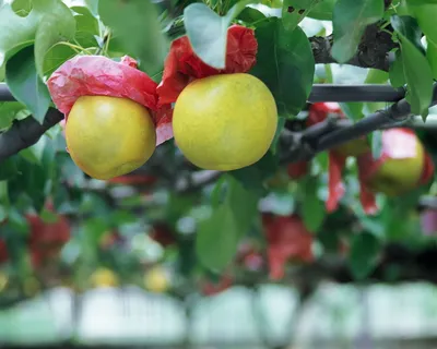 Vibrant Close Wallpaper Nature Wallpaper 4K 1920x1536 Hd, Pc, Desktop, Wallpaper, Featuring, Close-up, Of, Yellow, Apples, Growing, Tree, Branch, Gray, White, Square, Full HD