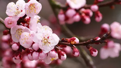 General Wallpaper 1918x1078 Nature Wallpaper 4K 1918x1078 Close-up, Tree, Ultrawide