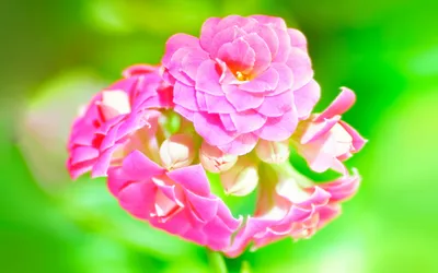 Vibrant Close Pink Nature Wallpaper 4K 2558x1598 Ultrawide, Close-up, Nature-themed, Full HD