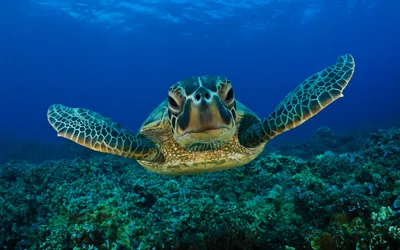 Turtle Swimming Underwater Vibrant Nature Wallpaper 4K 1920x1200 Hd, Desktop, Wallpaper, Featuring, A, Sea, Turtle, Swimming, Underwater, Vibrant, Ocean, Backdrop, Red, Ultrawide, Full HD