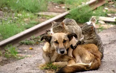 Vivid Heartwarming Wallpaper Animals Wallpaper 4K 1920x1200 A, Heartwarming, Image, Of, *dog, Resting, On, Ground, Two, Playful, Cats, Cuddled, Gray, Ultrawide, Full HD