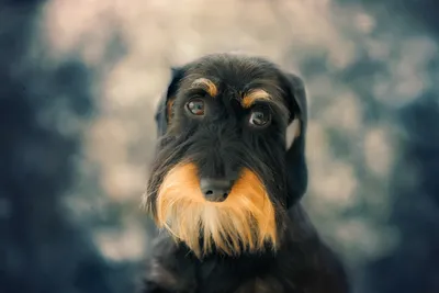 Close Airedale Terrier Animals Wallpaper 4K 1920x1282 Hd, Desktop, Wallpaper, Featuring, A, Close-up, Of, An, Airedale, Terrier, *dog, Soft, Gray, Landscape, Full HD
