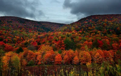 Crisp Vibrant Wallpaper Nature Wallpaper 4K 2560x1600 Vibrant, Autumn, Foliage, Blankets, Rolling, Hills, Under, A, Moody, Sky, Desktop, Capturing, Gray, White, Ultrawide, QHD