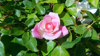 Bold Vibrant Wallpaper Nature Wallpaper 4K 1920x1080 A, Vibrant, Pink, Rose, Blooms, Amidst, Lush, Green, Leaves, Capturing, Beauty, Nature, White, Ultrawide, Full HD