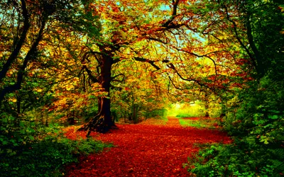 Vivid Vibrant Wallpaper Nature Wallpaper 4K 2560x1600 A, Vibrant, Fall, Scene, With, Colorful, Foliage, And, Carpet, Leaves, Creating, Serene, Red, Brown, Ultrawide, QHD