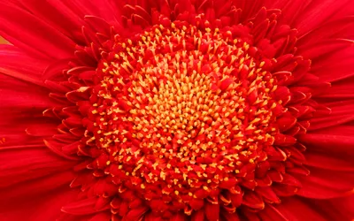 Red Flower Nature Nature Wallpaper 4K 2560x1600 Red, Flower, Ultrawide, QHD