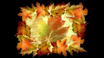 Autumn Leaves Nature Nature Wallpaper 4K 1920x1080 Autumn, Leaves, Orange, Ultrawide, Full HD