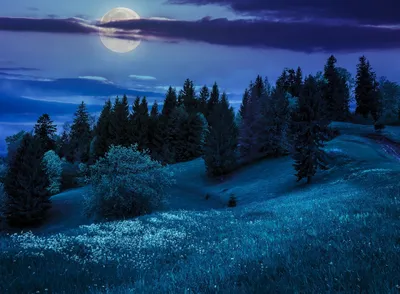 Winter Night Moonlit Snowy Nature Wallpaper 4K 2558x1877 Dark Blue, Full HD, Landscape