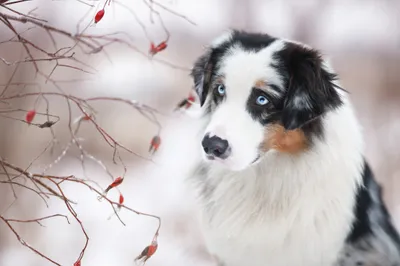 Misty Dog Wallpaper Animals Wallpaper 4K 4000x2667 *dog, Animal, Australian, Shepherd, Hd, Desktop, Wallpaper, White, Landscape, 4k