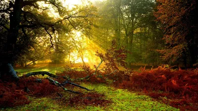 Serene Forest Bathed Golden Nature Wallpaper 4K 1918x1078 Ultrawide