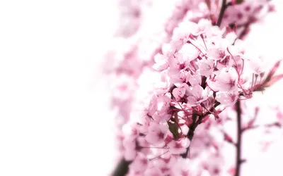 General Wallpaper 1678x1048 Nature Wallpaper 4K 1678x1048 Pastel-hued, Ultrawide