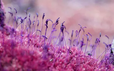 Close Delicate Purple Plants Nature Wallpaper 4K 2558x1598 Close-up, View, Nature-themed, Full HD, Ultrawide