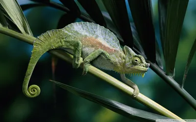 Close Chameleon Lizard Perched Leafy Abstract Wallpaper 4K 1920x1200 Hd, Desktop, Wallpaper, Showing, A, Close-up, Of, Chameleon, Lizard, Perched, Leafy, Branch, Gray, Ultrawide, Full HD